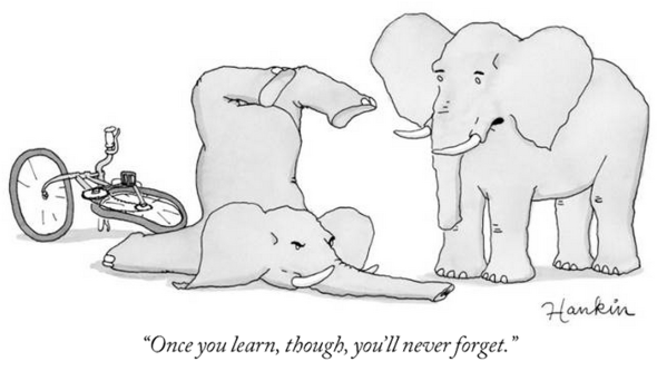 elephant bicycle never forget