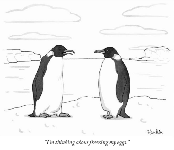 penguins freezing eggs